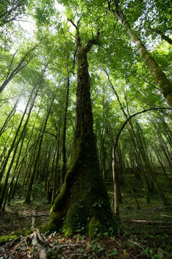 Arbre couvert de mousse en contre plongée